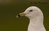 Ring-billed Gull