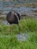 Glossy Ibis