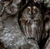 Tawny Owl