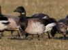 Light-bellied Brent Goose