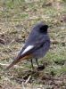 Black Redstart