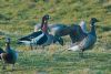 Red-breasted Goose