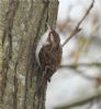 Treecreeper