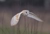 Barn Owl