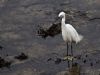 Little Egret