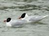 Mediterranean Gull