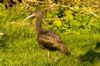 Glossy Ibis