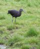 Glossy Ibis