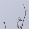 Great Grey Shrike