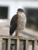 Sparrowhawk