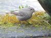 Black Redstart