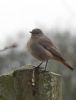 Black Redstart