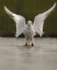 Mediterranean Gull