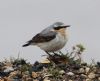 Wheatear