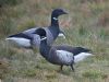 Black Brant