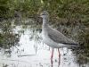 Spotted Redshank