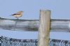 Wheatear