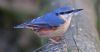 Nuthatch