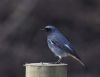 Black Redstart