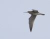 Whimbrel