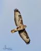 Buzzard