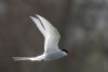 Arctic Tern