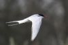 Arctic Tern