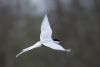 Arctic Tern