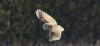 Barn Owl