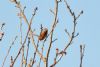 Dartford Warbler