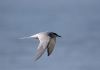 Common Tern