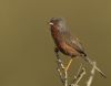 Dartford Warbler