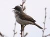 Lesser Whitethroat