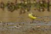 Yellow Wagtail