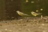 Yellow Wagtail