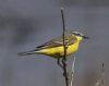 Yellow Wagtail