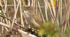 Reed Warbler