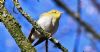 Wood Warbler