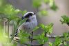 Long-tailed Tit