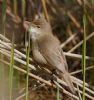 Reed Warbler