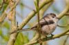 Long-tailed Tit