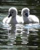 Mute Swan