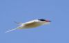 Common Tern