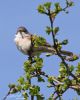 Whitethroat