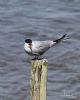 Common Tern