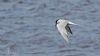 Common Tern