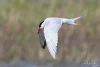 Common Tern