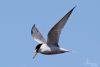 Little Tern