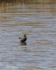 Spotted Redshank