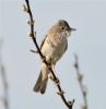 Whitethroat